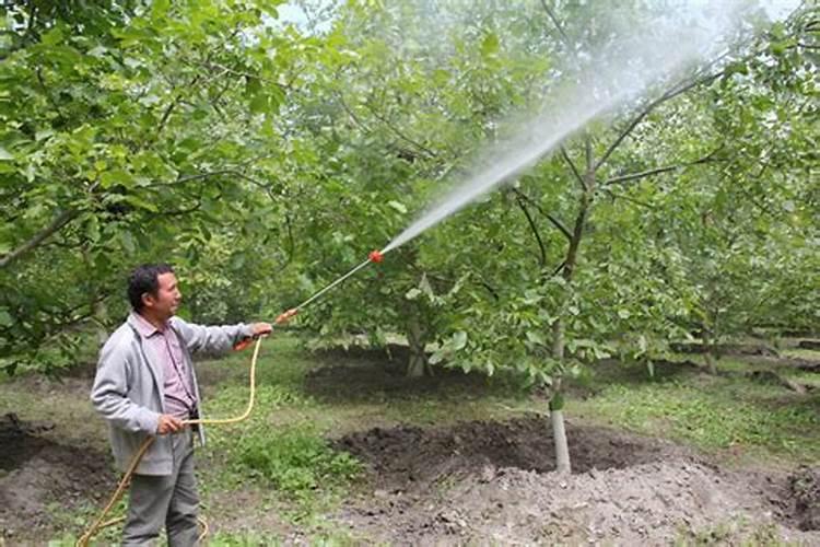 叶面肥的科学喷施：让果树茁壮成长