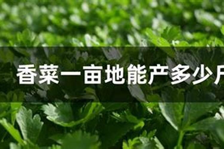 香菜1亩地可产多少吨磷肥呢？