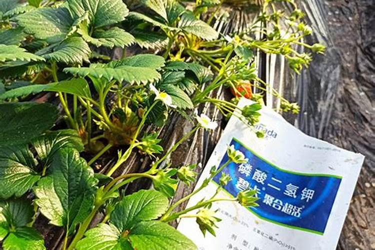 观叶植物农家专用肥有哪些种类？