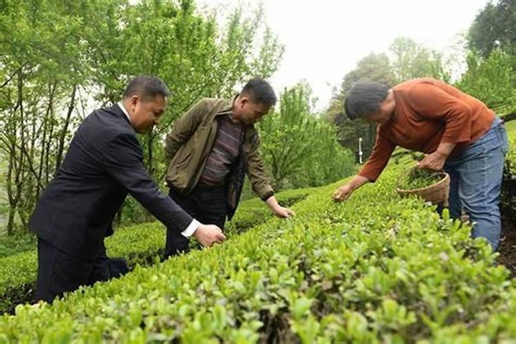 守护绿色舌尖：茶叶禁用农药的警钟