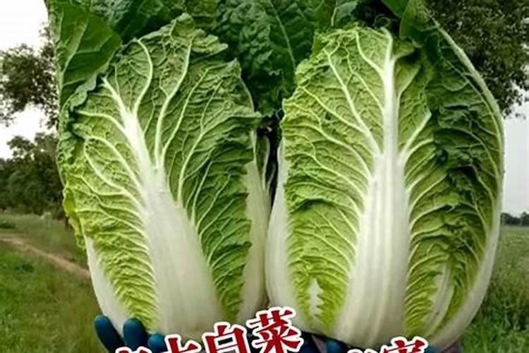 冬储大白菜种植方法冬储大白菜怎么种