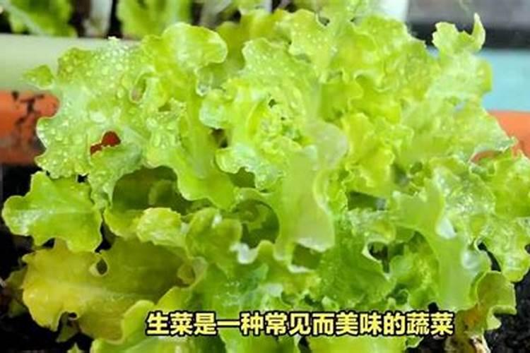 绿意盎然：守护生菜园中的生命之源