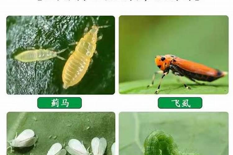 守护绿意盎然：探秘防治刺吸式害虫的生物农药