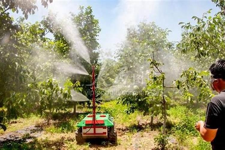 核桃树的叶面喷肥技术：提升产量与品质的关键步骤