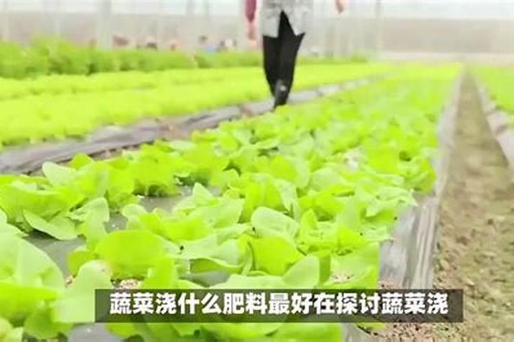 绿意盎然：蔬菜分类施肥技术揭秘