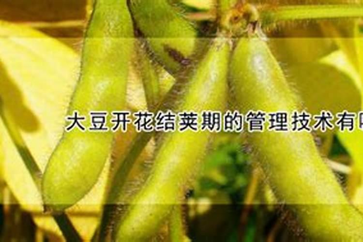 大豆食心虫防治：药物策略解析