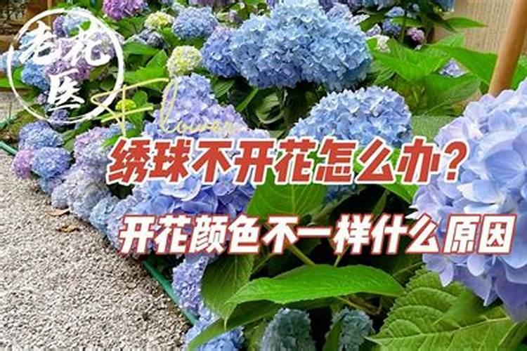 绣球不开花什么原因？