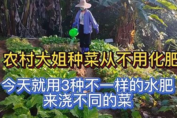 五升水肥可以浇多少菜