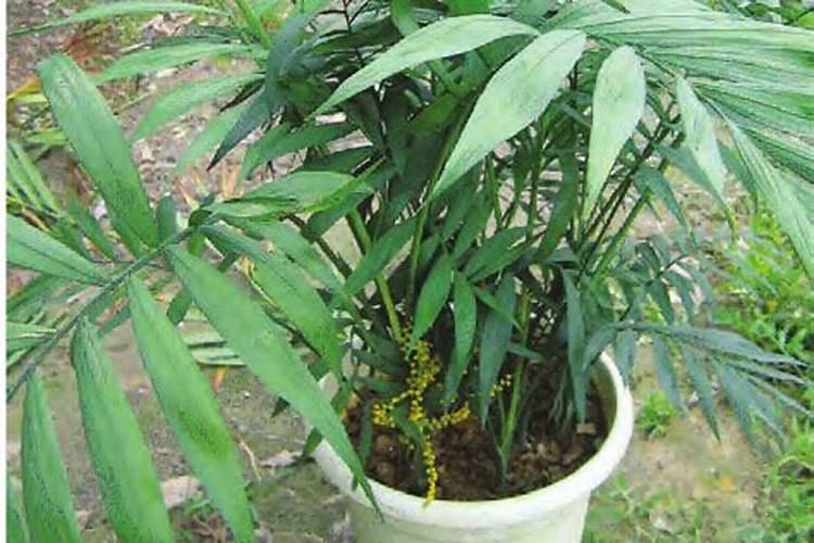 袖珍椰子植物防治