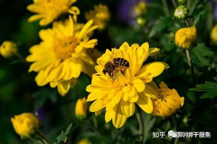 谁知道药用菊花怎么烘干？