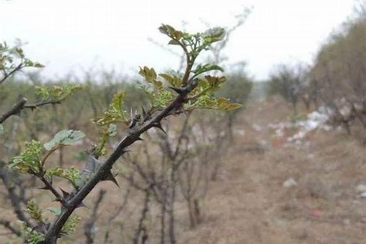 花椒冻害原因是什么？如何预防花椒冻害？