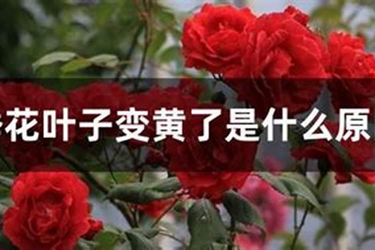 月季花的叶子黄了是什么原因？