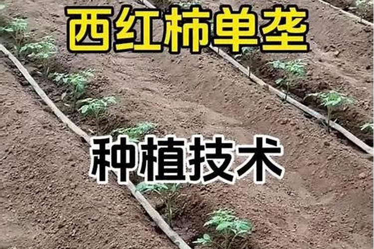 西红柿单垄密植栽培技术