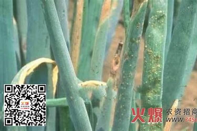 秋菜病虫防治方法？