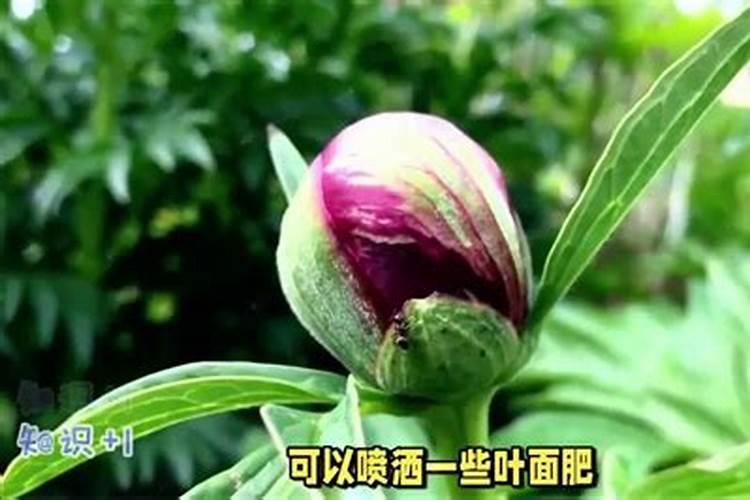 揭秘叶面施肥：常用浓度与应用技巧