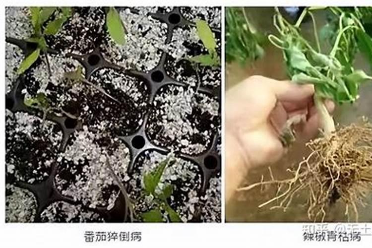 土传病害综合防治有哪几种主要方法？