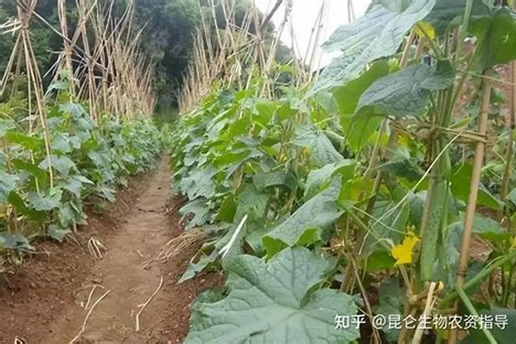 守护绿意盎然：黄瓜根结线虫防治药的科学应用