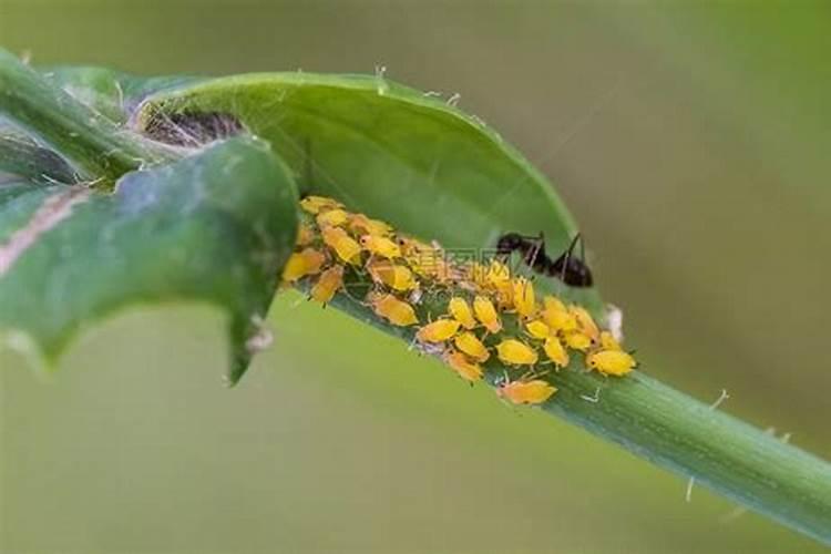 油菜花上的是什么虫？