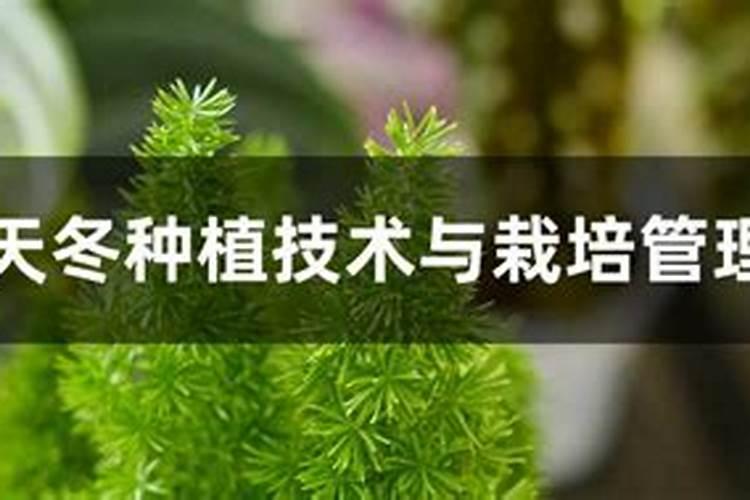 天冬种植技术与栽培管理