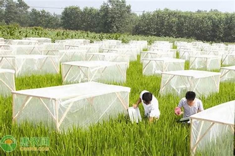 生物农药有哪些