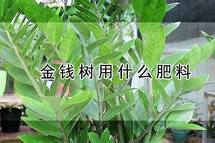 金钱树用什么肥料