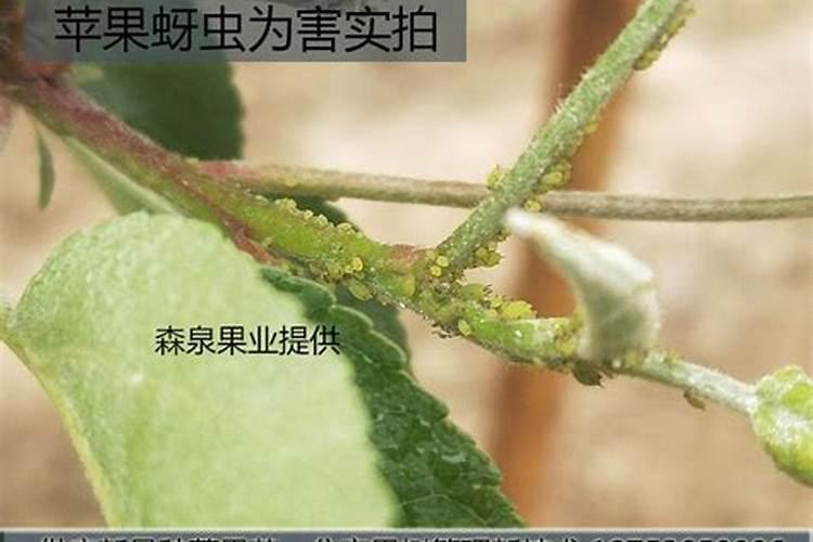 守护甘甜果实：高效防治苹果蚜虫的策略