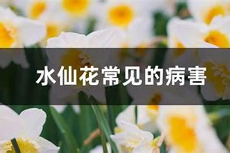 水仙花常见的病害,如何防治病害