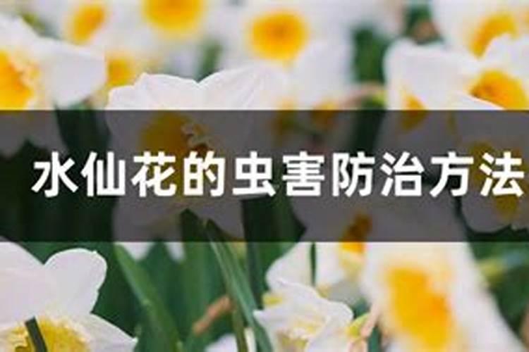 水仙花的病虫害及其防治方法