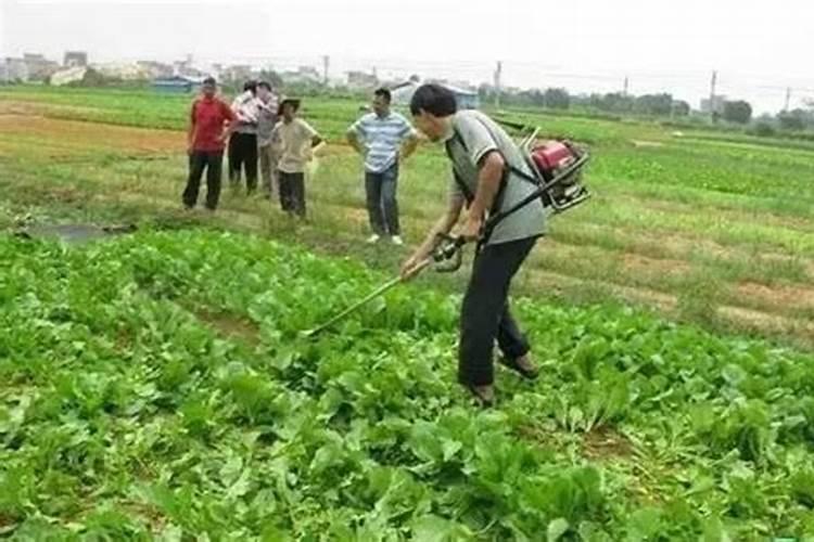 化肥施用过量带来这些危害,怎样避免？