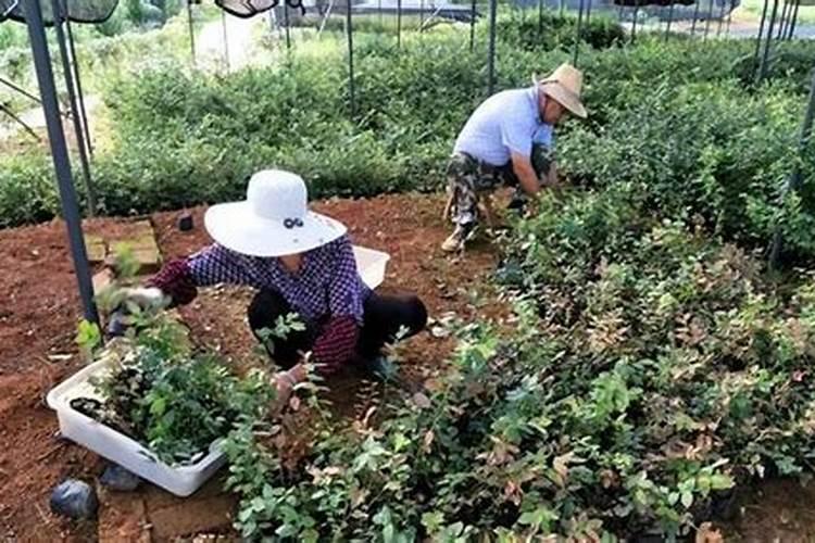 让棉花茁壮成长：选择正确肥料的关键