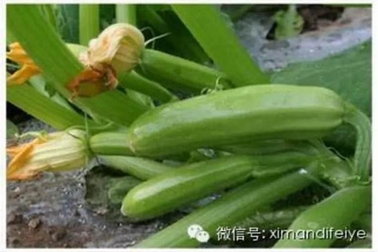 日光温室西葫芦落花落果的原因是什么？