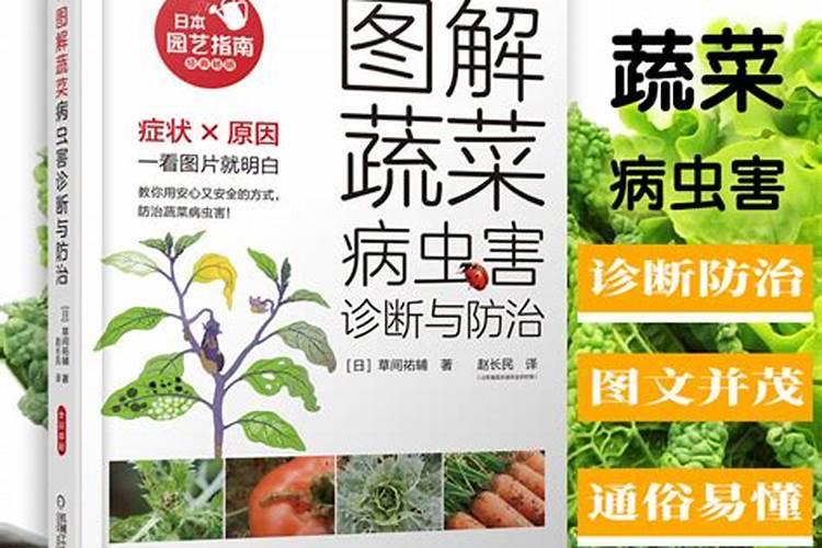 万年青的守护者：病害防治与农药策略