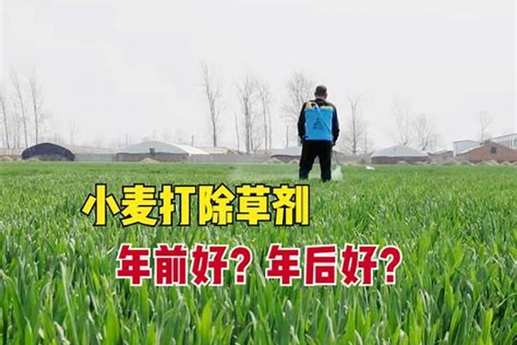 小麦春季打灭草剂对气温的要求