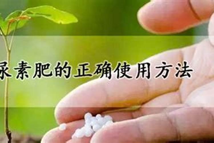 尿素肥的正确使用方法