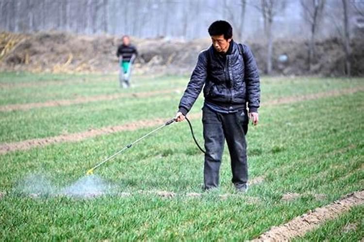 夏季高温使用除草剂应该注意哪些方面？