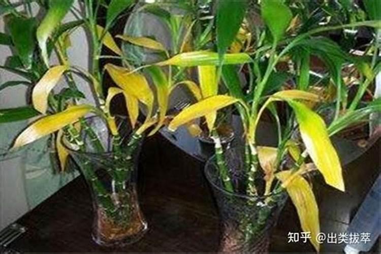 水培植物叶子发黄没劲生长,用什么肥料最好？