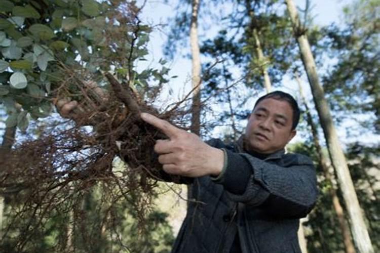 乌药人工种植