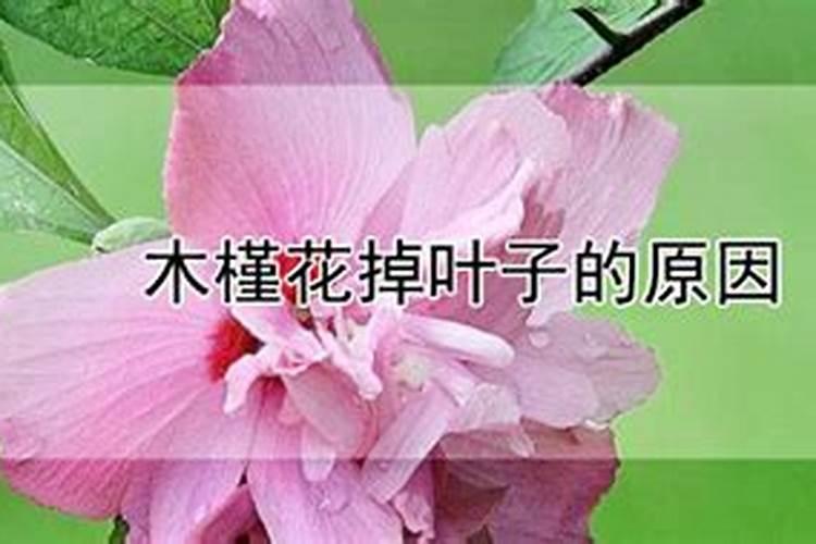 木槿花掉叶子的原因