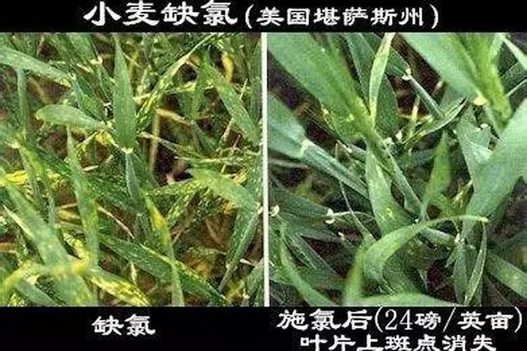 作物缺氯会怎么样？作物缺氯的症状有哪些？