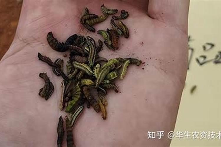 什么农药防治鳞翅目害虫的快