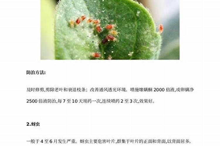 黄花菜常见病虫害及其防治方法？