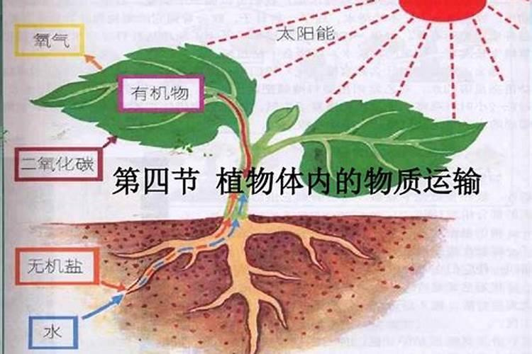 植物体内的化学舞者：农药的氧化之旅