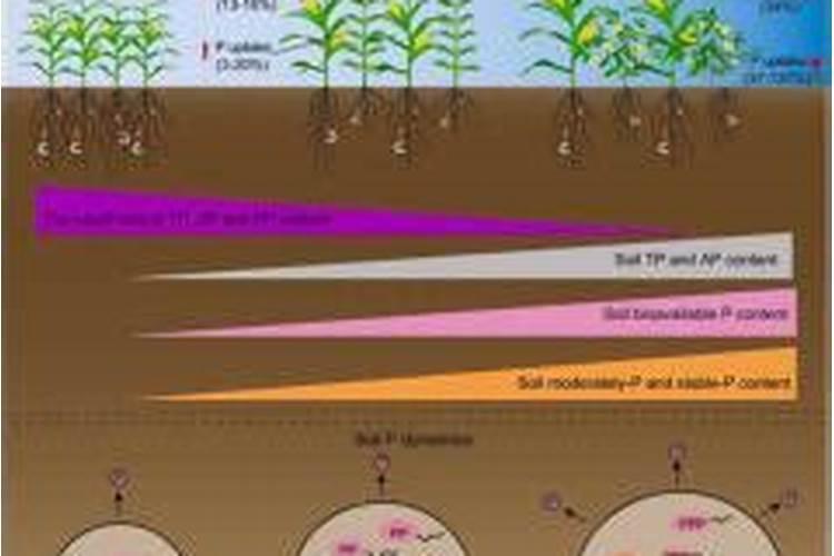什么能促进土壤中磷的吸收