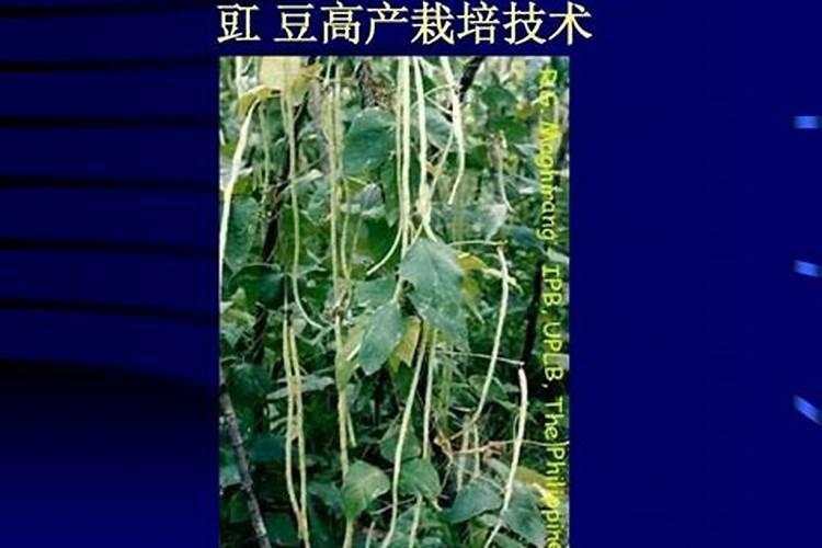 豆角高产的秘诀：精准施肥技术解析