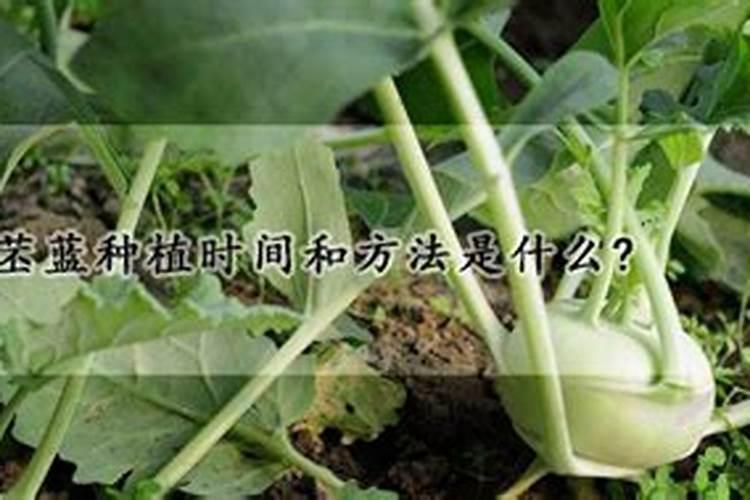 苤蓝种植时间和方法是什么