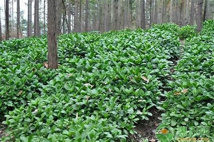 揭秘板蓝根的黄金种植期与生长周期