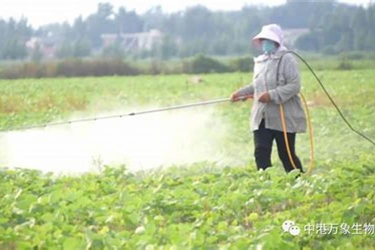 大豆叶面肥的喷施技巧