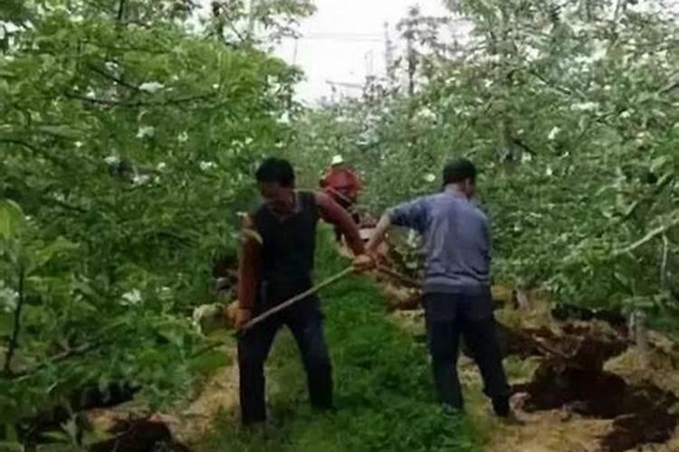 苹果树有4个关键施肥时期，你知道吗？