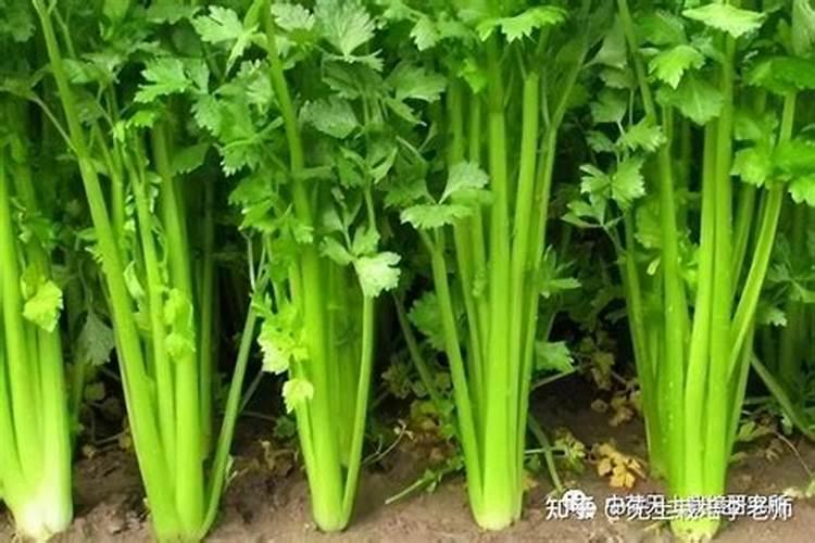 露天芹菜的黄金种植期与关键要求解析