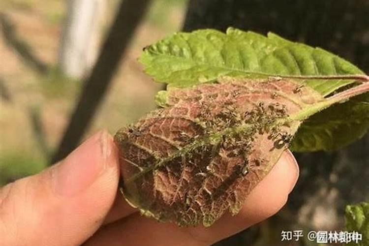 栾树蚜虫的危害和防治方法？